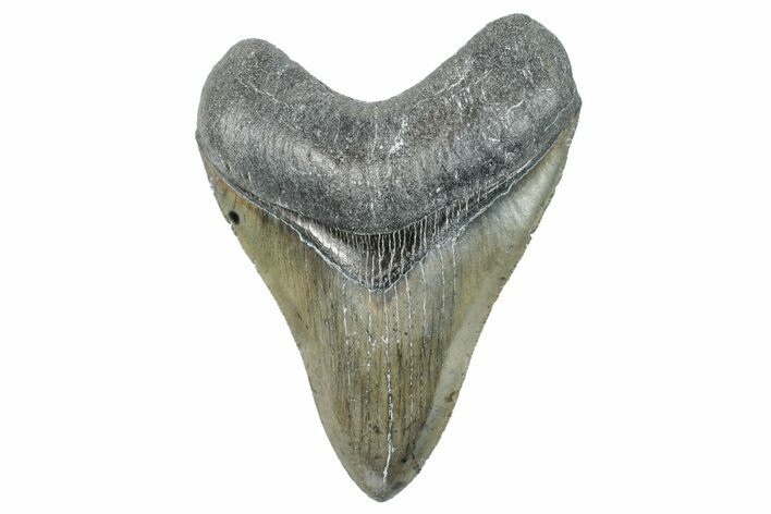 Serrated, Fossil Megalodon Tooth - North Carolina #272404